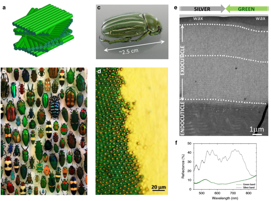 《Nature》子刊：仿昆蟲表皮的膽甾型圖案設(shè)計用于密碼學(xué)標(biāo)簽！