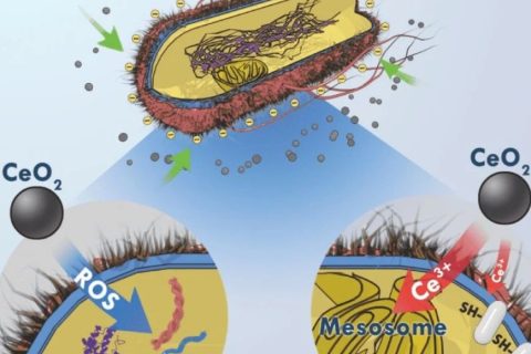 目標(biāo)→沒(méi)有蛀牙，氧化鈰納米顆粒或成蛀牙克星