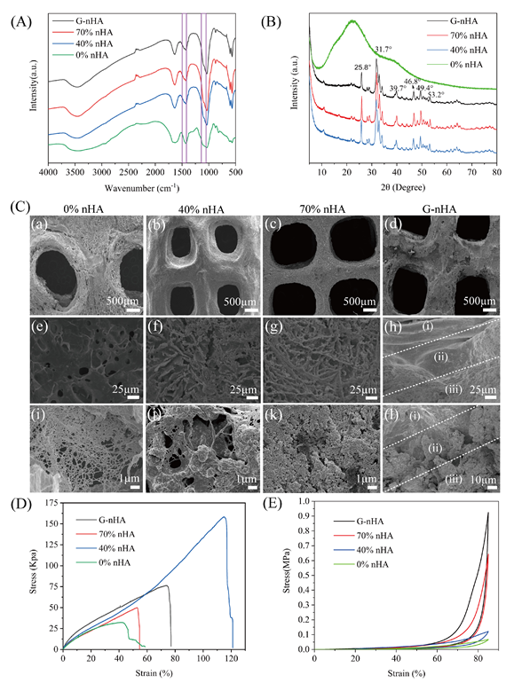 《AFM》：3D打印納米羥基磷灰石基梯度水凝膠有效修復(fù)大鼠骨軟骨缺損