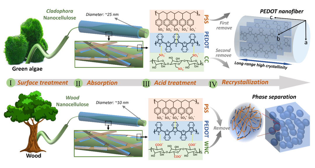 湖南大學(xué)汪朝暉團(tuán)隊《AFM》：納米纖維素誘導(dǎo)制備高結(jié)晶度PEDOT納米纖維