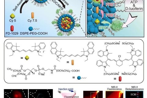 近紅外第二窗口生物發(fā)光探針用于活體高信噪比成像以及ATP介導(dǎo)的轉(zhuǎn)移腫瘤追蹤