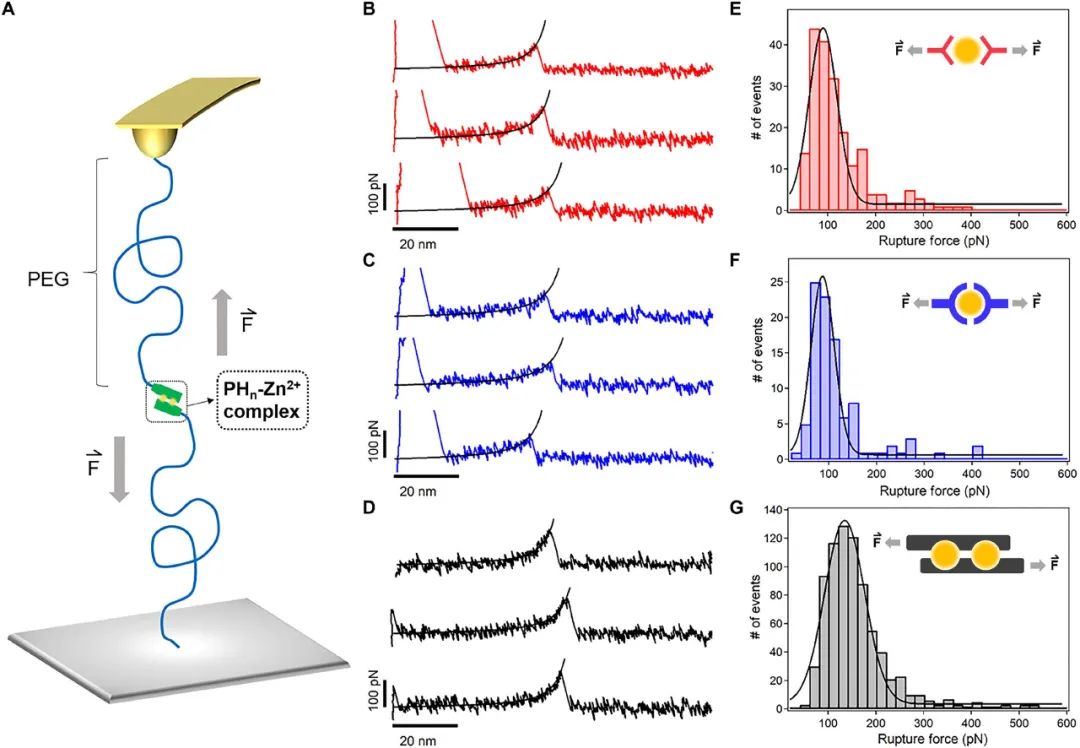 《Science》子刊：高強(qiáng)度、高韌性、可快速回復(fù)的水凝膠?