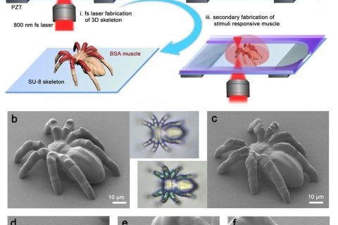 清華大學(xué)孫洪波、吉林大學(xué)張永來(lái)：飛秒激光仿生制造人工肌肉骨骼系統(tǒng)