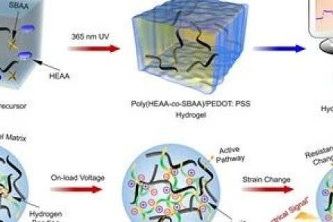 美國阿克倫大學(xué)鄭潔團(tuán)隊《JMCA》：新型全聚合物導(dǎo)電水凝膠
