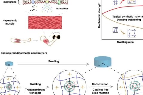 水凝膠溶脹后機械性能反增強？骨骼肌啟發(fā)的溶脹強化水凝膠！