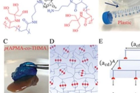 具有“分擔(dān)負(fù)荷”作用的粘性水凝膠，可作為組織繃帶用于藥物和細(xì)胞的輸送。