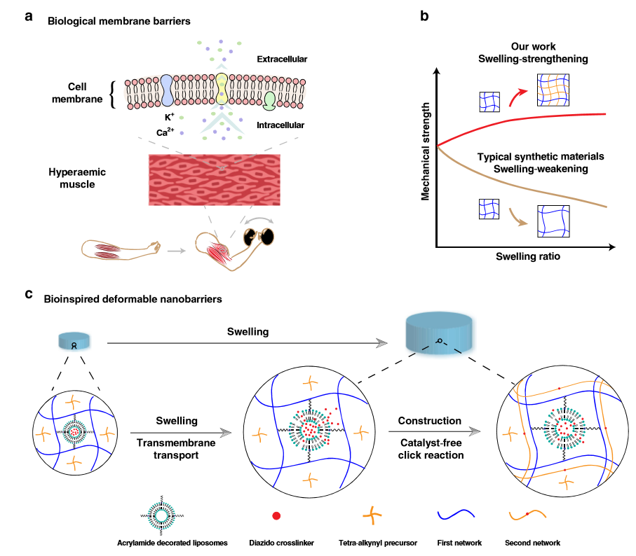 水凝膠溶脹后機械性能反增強？《Nature》子刊：骨骼肌啟發(fā)的溶脹強化水凝膠！