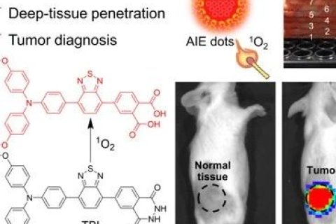 唐本忠院士/羅亮教授《AM》：穿透3厘米！AIE近紅外化學(xué)發(fā)光材料用于深部組織成像