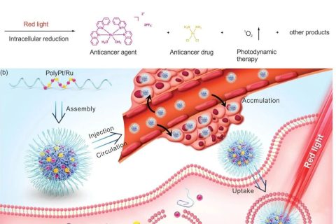 耐藥腫瘤不可怕！雙響應(yīng)Pt(IV)/Ru(II)雙金屬聚合物殺死耐順鉑腫瘤