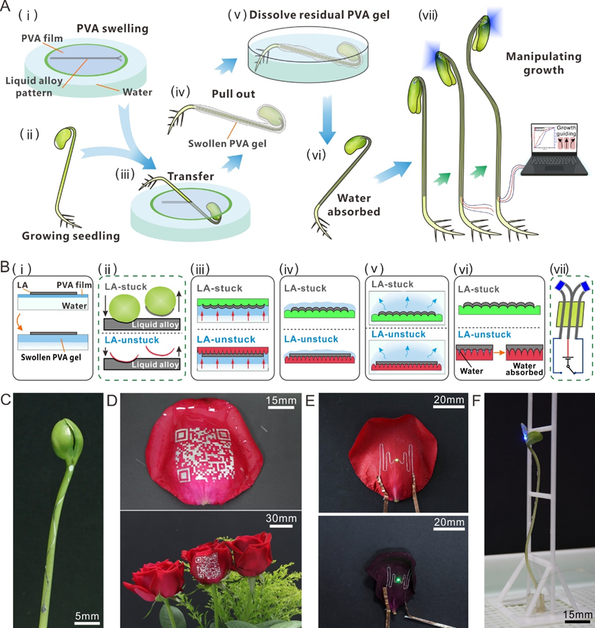 華中科技大學(xué)丁漢院士/吳志剛教授《Small》：可用于植物檢測和生長操控的液態(tài)金屬水轉(zhuǎn)印