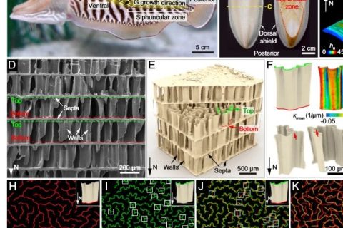 吃墨魚(yú)發(fā)了一篇頂刊《PNAS》！墨魚(yú)骨的秘密被揭開(kāi)！