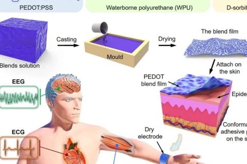 新加坡國立大學歐陽建勇、任洪亮：可拉伸自粘附純有機干電極用于長期穩(wěn)定檢測人體表皮生物電信號