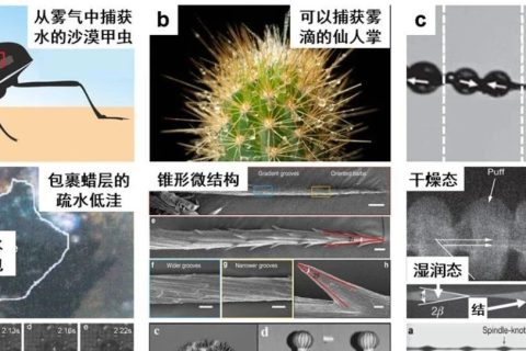 天津大學(xué)曹墨源：仿生霧水收集——向天空尋求解決淡水危機的方法