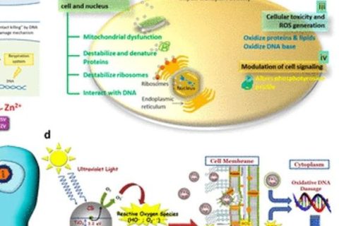 《ACS Nano》綜述：抗菌、抗病毒納米材料和涂層的現(xiàn)狀和未來(lái)展望