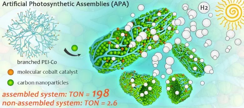 華中科技大學(xué)王鋒《JMCA》：向大自然學(xué)習(xí)——仿生光合組裝體實現(xiàn)可見光催化產(chǎn)氫性能提升