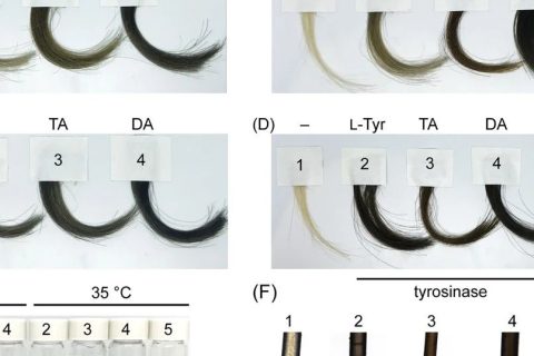 你的“少年白”有救了！科學(xué)家找到了純天然的染發(fā)技術(shù)