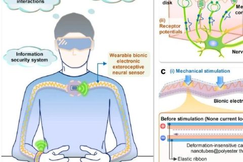 南洋理工大學(xué)鄭元謹(jǐn)教授等研制出可拉伸、變形不敏感仿生觸摸定位傳感器