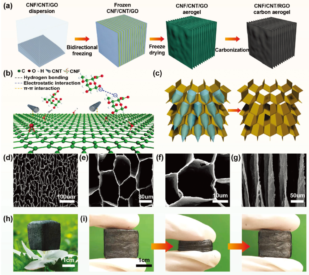 圖1. a) CNF/CNT/RGO碳氣凝膠制備示意圖。b) CNF、CNT和RGO相互作用示意圖。c)冰晶生長機理示意圖。d-f) CNF/CNT/RGO-3碳氣凝膠的俯視圖和側(cè)視圖SEM圖像。h)光學(xué)圖像顯示一個超輕CNF/CNT/RGO氣凝膠站在一朵花上。i)碳氣凝膠的壓縮回收過程。